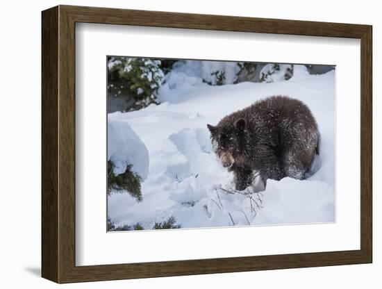 Black Bear (Ursus Americanus), Montana, United States of America, North America-Janette Hil-Framed Photographic Print