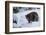 Black Bear (Ursus Americanus), Montana, United States of America, North America-Janette Hil-Framed Photographic Print