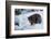 Black Bear (Ursus Americanus), Montana, United States of America, North America-Janette Hil-Framed Photographic Print