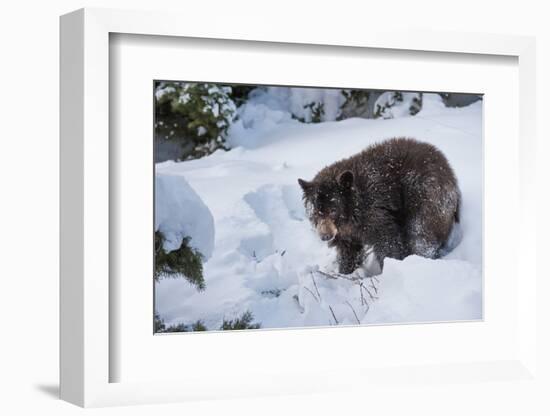 Black Bear (Ursus Americanus), Montana, United States of America, North America-Janette Hil-Framed Photographic Print