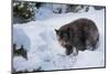 Black Bear (Ursus Americanus), Montana, United States of America, North America-Janette Hil-Mounted Photographic Print