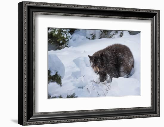 Black Bear (Ursus Americanus), Montana, United States of America, North America-Janette Hil-Framed Photographic Print