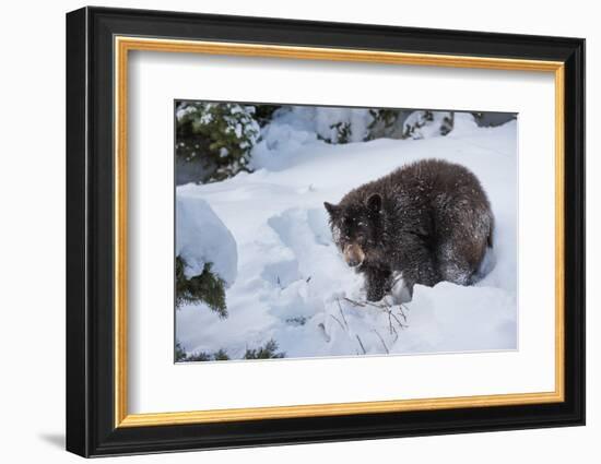Black Bear (Ursus Americanus), Montana, United States of America, North America-Janette Hil-Framed Photographic Print