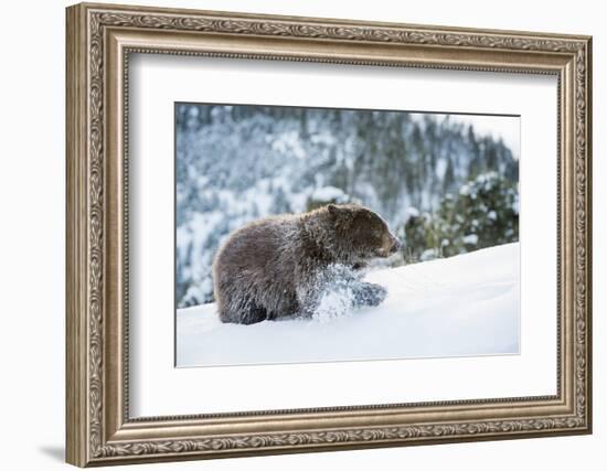 Black Bear (Ursus Americanus), Montana, United States of America, North America-Janette Hil-Framed Photographic Print