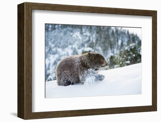 Black Bear (Ursus Americanus), Montana, United States of America, North America-Janette Hil-Framed Photographic Print