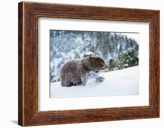 Black Bear (Ursus Americanus), Montana, United States of America, North America-Janette Hil-Framed Photographic Print