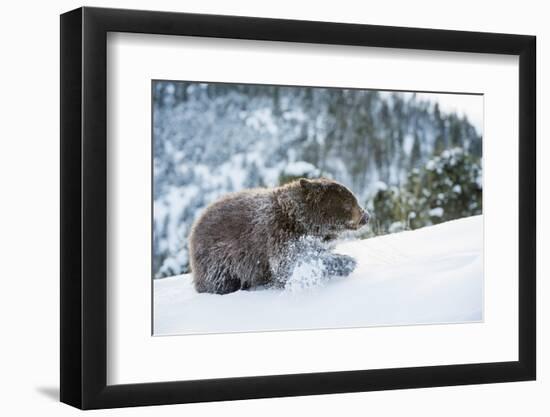 Black Bear (Ursus Americanus), Montana, United States of America, North America-Janette Hil-Framed Photographic Print