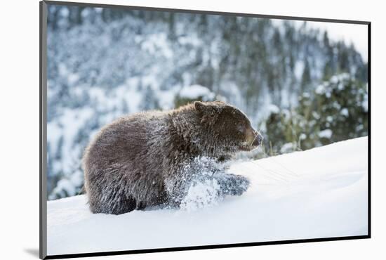 Black Bear (Ursus Americanus), Montana, United States of America, North America-Janette Hil-Mounted Photographic Print