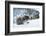 Black Bear (Ursus Americanus), Montana, United States of America, North America-Janette Hil-Framed Photographic Print