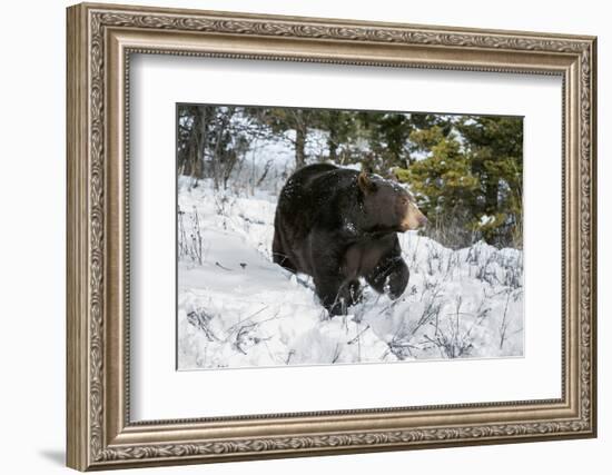 Black Bear (Ursus Americanus), Montana, United States of America, North America-Janette Hil-Framed Photographic Print