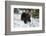 Black Bear (Ursus Americanus), Montana, United States of America, North America-Janette Hil-Framed Photographic Print