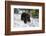 Black Bear (Ursus Americanus), Montana, United States of America, North America-Janette Hil-Framed Photographic Print