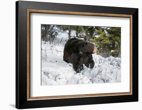 Black Bear (Ursus Americanus), Montana, United States of America, North America-Janette Hil-Framed Photographic Print