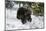 Black Bear (Ursus Americanus), Montana, United States of America, North America-Janette Hil-Mounted Photographic Print