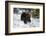 Black Bear (Ursus Americanus), Montana, United States of America, North America-Janette Hil-Framed Photographic Print