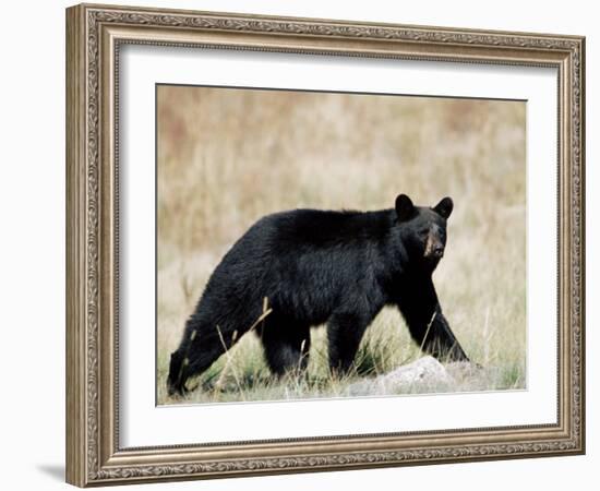 Black Bear (Ursus Americanus), Outside Glacier National Park, Montana-James Hager-Framed Photographic Print