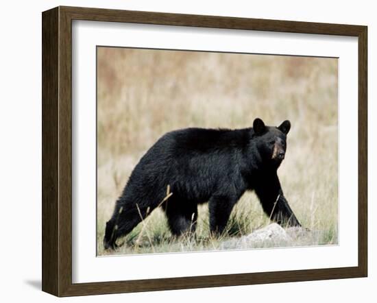 Black Bear (Ursus Americanus), Outside Glacier National Park, Montana-James Hager-Framed Photographic Print