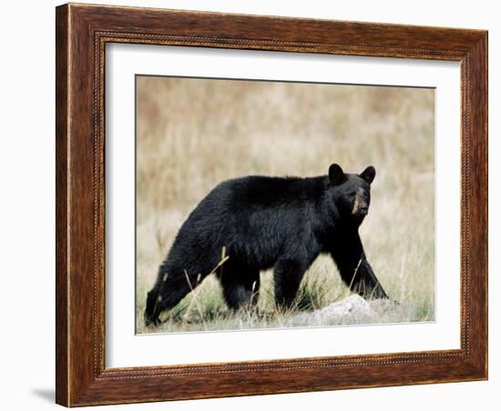 Black Bear (Ursus Americanus), Outside Glacier National Park, Montana-James Hager-Framed Photographic Print