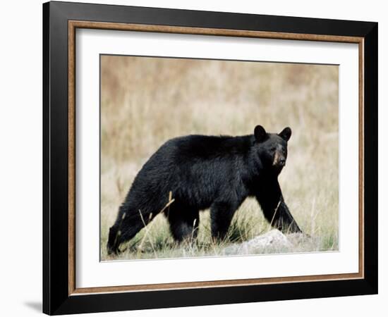 Black Bear (Ursus Americanus), Outside Glacier National Park, Montana-James Hager-Framed Photographic Print