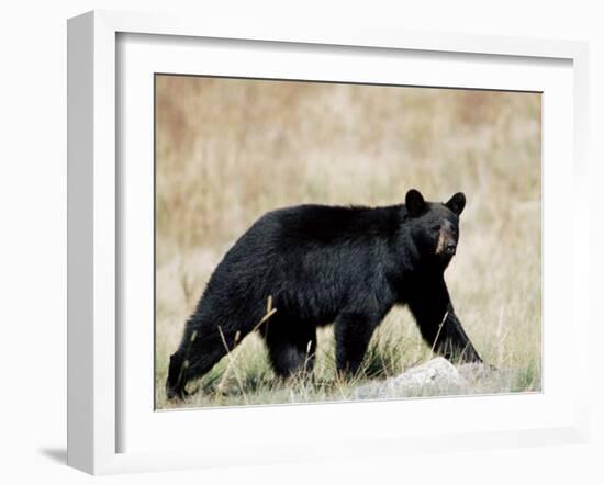 Black Bear (Ursus Americanus), Outside Glacier National Park, Montana-James Hager-Framed Photographic Print