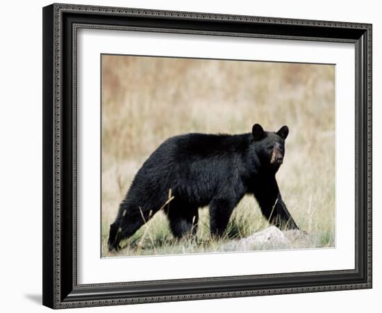 Black Bear (Ursus Americanus), Outside Glacier National Park, Montana-James Hager-Framed Photographic Print