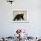 Black Bear (Ursus Americanus), Outside Glacier National Park, Montana-James Hager-Framed Photographic Print displayed on a wall