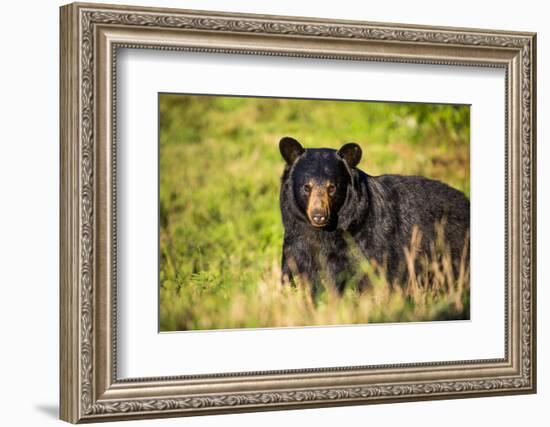 Black bear (Ursus americanus), preparing for hibernation. Maine, USA-Paul Williams-Framed Photographic Print