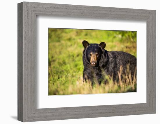 Black bear (Ursus americanus), preparing for hibernation. Maine, USA-Paul Williams-Framed Photographic Print