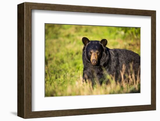 Black bear (Ursus americanus), preparing for hibernation. Maine, USA-Paul Williams-Framed Photographic Print