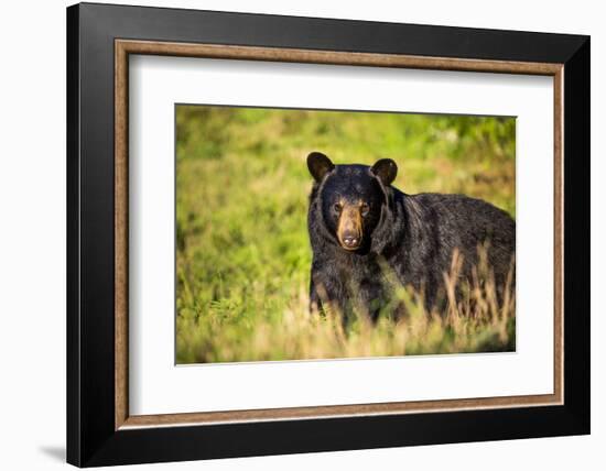 Black bear (Ursus americanus), preparing for hibernation. Maine, USA-Paul Williams-Framed Photographic Print