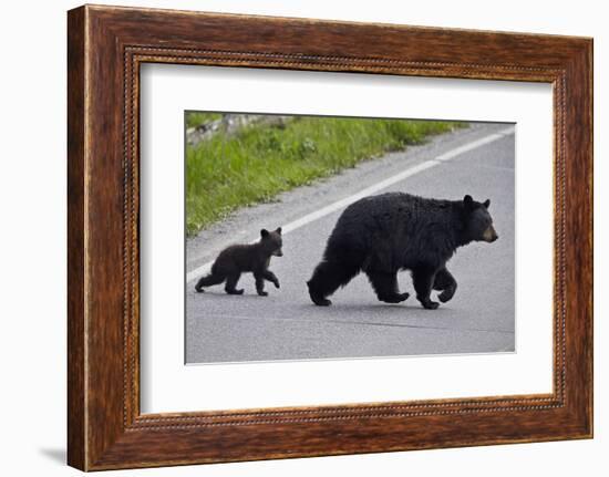 Black Bear (Ursus Americanus) Sow and Cub-Of-The-Year Crossing the Road, Wyoming-James Hager-Framed Photographic Print