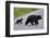 Black Bear (Ursus Americanus) Sow and Cub-Of-The-Year Crossing the Road, Wyoming-James Hager-Framed Photographic Print