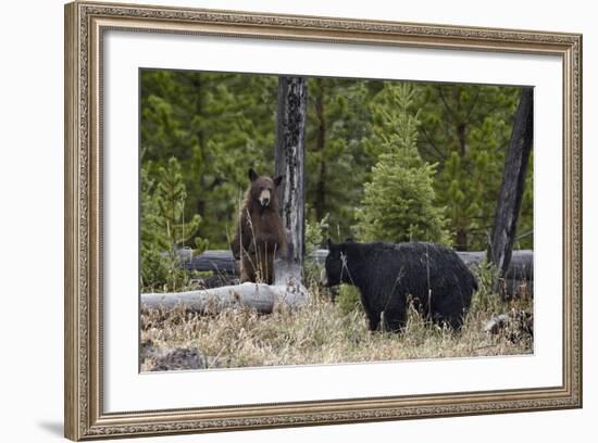 Black Bear (Ursus Americanus) Sow and Cub-James Hager-Framed Photographic Print