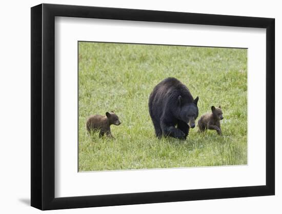 Black Bear (Ursus Americanus) Sow and Two Chocolate Cubs of the Year or Spring Cubs, Wyoming-James Hager-Framed Photographic Print