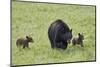 Black Bear (Ursus Americanus) Sow and Two Chocolate Cubs of the Year or Spring Cubs, Wyoming-James Hager-Mounted Photographic Print