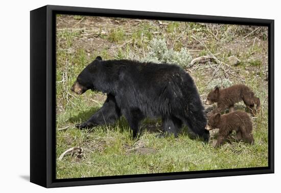 Black Bear (Ursus americanus) sow and two chocolate cubs-of-the-year, Yellowstone National Park, Wy-James Hager-Framed Premier Image Canvas