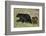Black Bear (Ursus americanus) sow and two chocolate cubs-of-the-year, Yellowstone National Park, Wy-James Hager-Framed Photographic Print