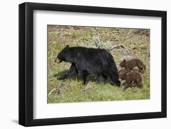 Black Bear (Ursus americanus) sow and two chocolate cubs-of-the-year, Yellowstone National Park, Wy-James Hager-Framed Photographic Print
