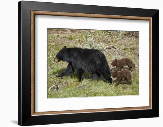 Black Bear (Ursus americanus) sow and two chocolate cubs-of-the-year, Yellowstone National Park, Wy-James Hager-Framed Photographic Print