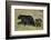 Black Bear (Ursus americanus) sow and two chocolate cubs-of-the-year, Yellowstone National Park, Wy-James Hager-Framed Photographic Print