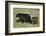 Black Bear (Ursus americanus) sow and two chocolate cubs-of-the-year, Yellowstone National Park, Wy-James Hager-Framed Photographic Print