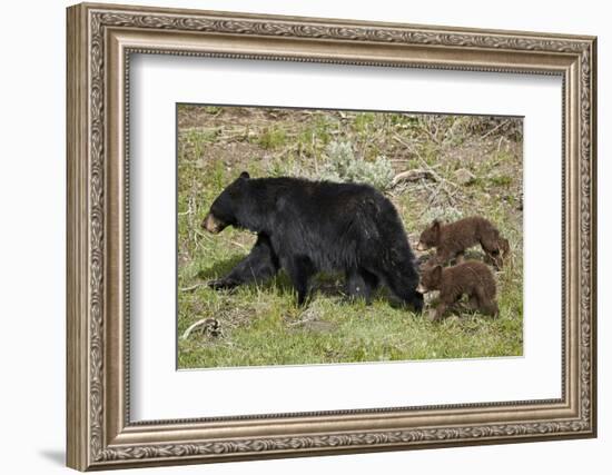 Black Bear (Ursus americanus) sow and two chocolate cubs-of-the-year, Yellowstone National Park, Wy-James Hager-Framed Premium Photographic Print