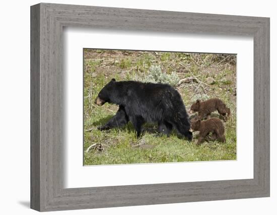 Black Bear (Ursus americanus) sow and two chocolate cubs-of-the-year, Yellowstone National Park, Wy-James Hager-Framed Premium Photographic Print