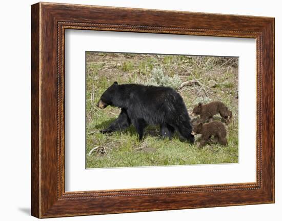 Black Bear (Ursus americanus) sow and two chocolate cubs-of-the-year, Yellowstone National Park, Wy-James Hager-Framed Premium Photographic Print