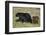 Black Bear (Ursus americanus) sow and two chocolate cubs-of-the-year, Yellowstone National Park, Wy-James Hager-Framed Premium Photographic Print