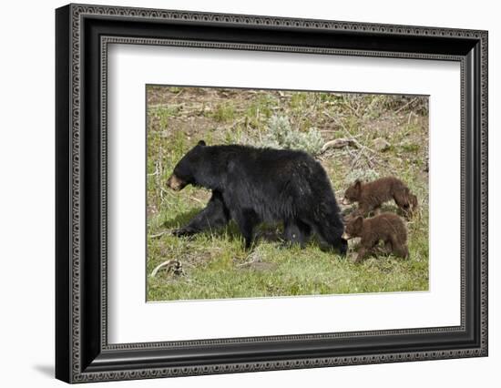 Black Bear (Ursus americanus) sow and two chocolate cubs-of-the-year, Yellowstone National Park, Wy-James Hager-Framed Premium Photographic Print
