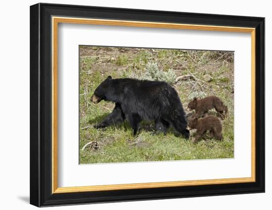 Black Bear (Ursus americanus) sow and two chocolate cubs-of-the-year, Yellowstone National Park, Wy-James Hager-Framed Premium Photographic Print