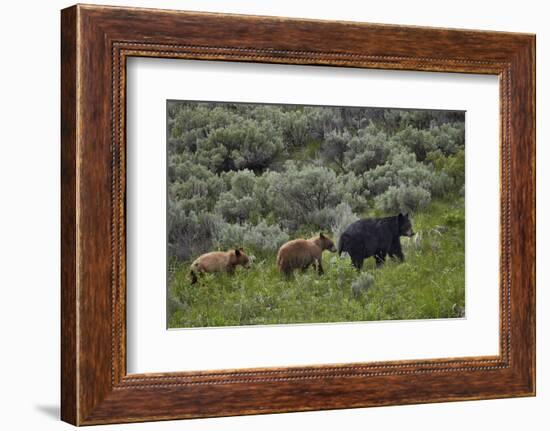 Black Bear (Ursus Americanus) Sow and Two Cinnamon Yearling Cubs-James Hager-Framed Photographic Print