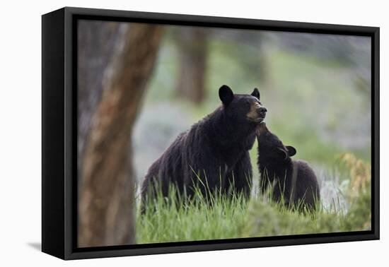 Black Bear (Ursus Americanus), Sow and Yearling Cub, Yellowstone National Park, Wyoming, U.S.A.-James Hager-Framed Premier Image Canvas