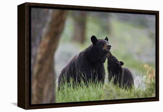 Black Bear (Ursus Americanus), Sow and Yearling Cub, Yellowstone National Park, Wyoming, U.S.A.-James Hager-Framed Premier Image Canvas